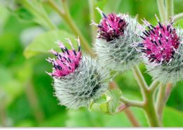 łopian większy właściwości