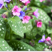 miodunka właściwości