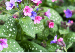 miodunka właściwości