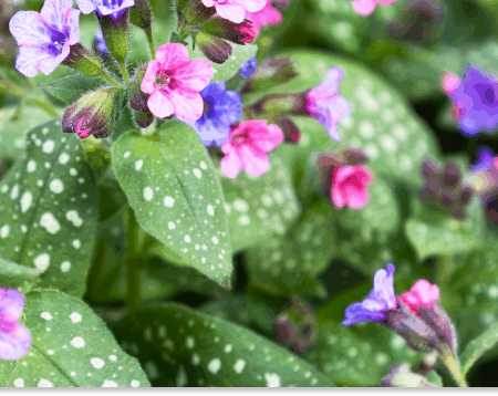 miodunka właściwości