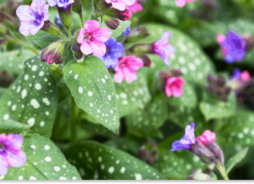 miodunka właściwości