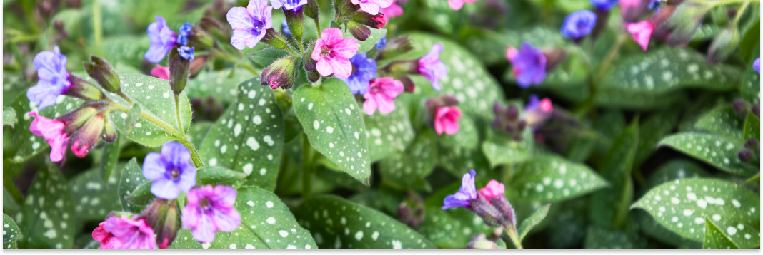 miodunka właściwości