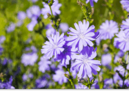 cykoria podróżnik właściwości