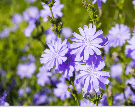 cykoria podróżnik właściwości