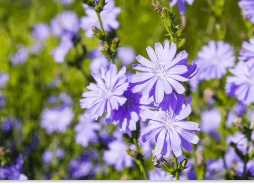 cykoria podróżnik właściwości