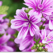 ślaz dziki właściwości