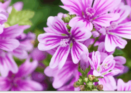 ślaz dziki właściwości