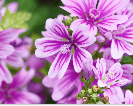 ślaz dziki właściwości