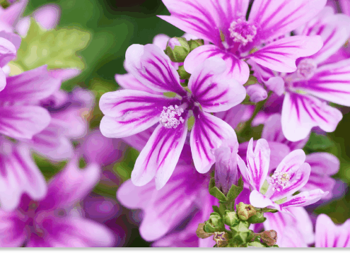 ślaz dziki właściwości