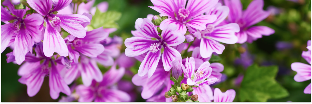 ślaz dziki właściwości