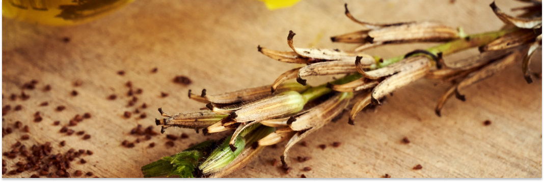 kiedy i jak zbierać wiesiołek