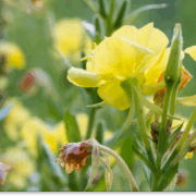 wiesiołek dwuletni właściwości