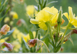 wiesiołek dwuletni właściwości