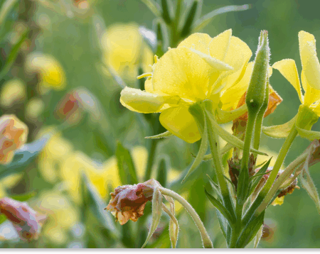 wiesiołek dwuletni właściwości