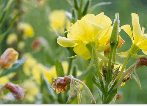 wiesiołek dwuletni właściwości