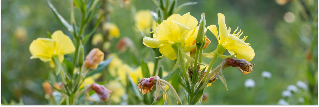 wiesiołek dwuletni właściwości