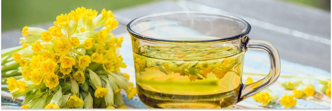 jak zrobić napar z kwiatów pierwiosnka