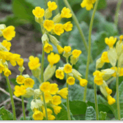 pierwiosnek lekarski właściwości