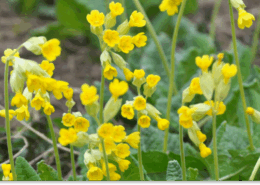 pierwiosnek lekarski właściwości