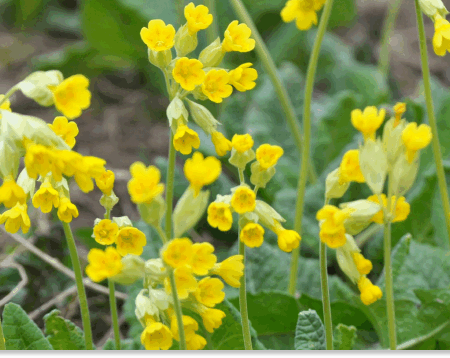 pierwiosnek lekarski właściwości