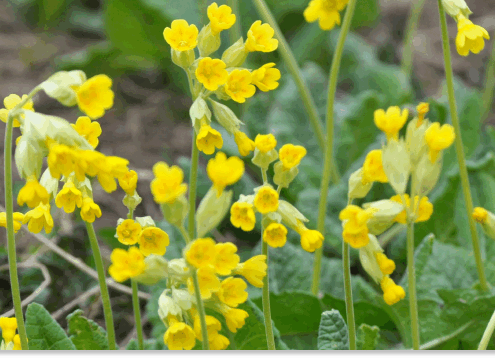 pierwiosnek lekarski właściwości
