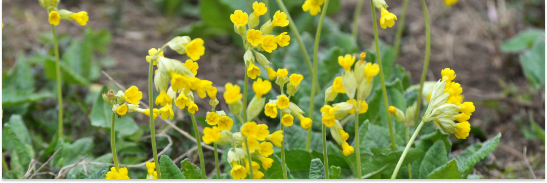 pierwiosnek lekarski właściwości