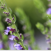 hyzop lekarski właściwości