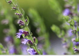 hyzop lekarski właściwości