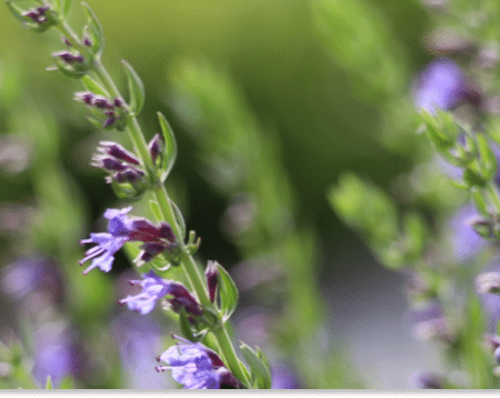hyzop lekarski właściwości