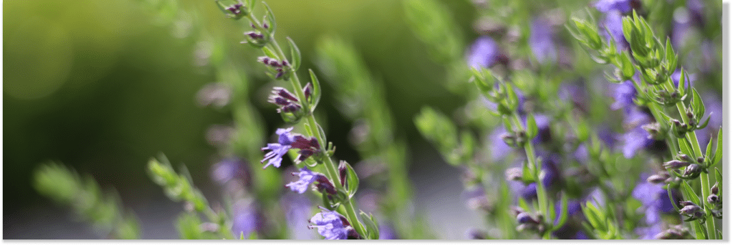 hyzop lekarski właściwości