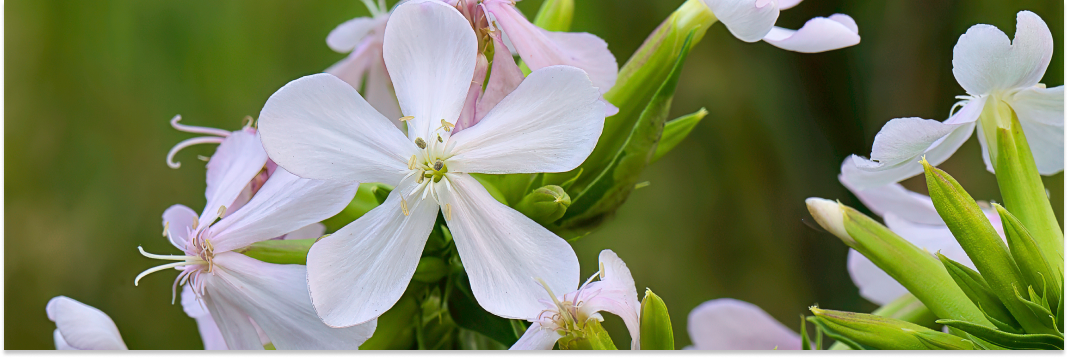 jak wygląda mydlnica lekarska