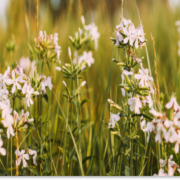 mydlnica lekarska zastosowanie