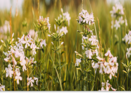 mydlnica lekarska zastosowanie