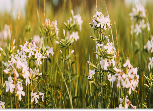 mydlnica lekarska zastosowanie