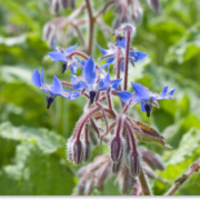 ogórecznik lekarski właściwości