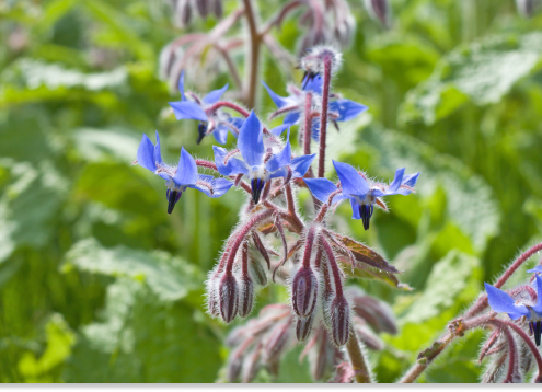 ogórecznik lekarski właściwości