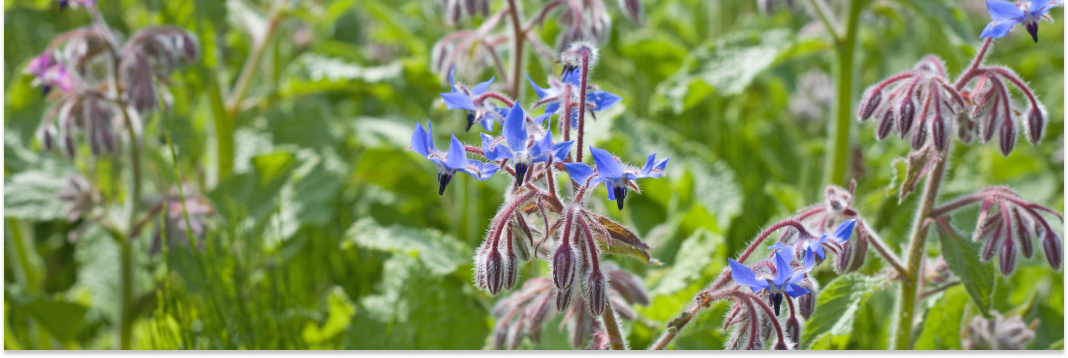 ogórecznik lekarski właściwości