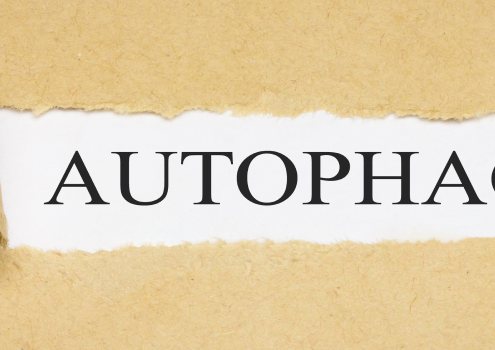 autofagia co to jest