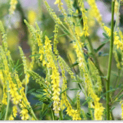 nostrzyk żółty właściwości lecznicze