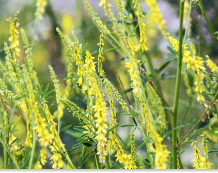 nostrzyk żółty właściwości lecznicze
