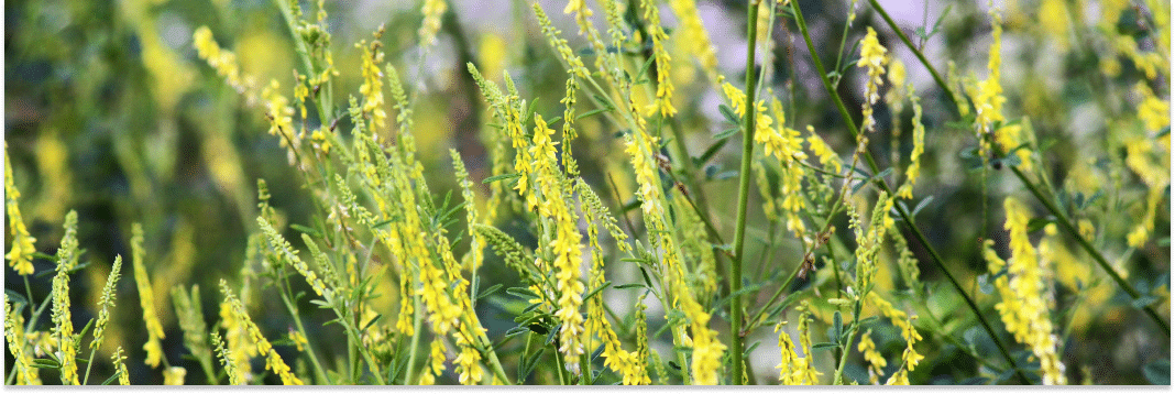 nostrzyk żółty właściwości lecznicze