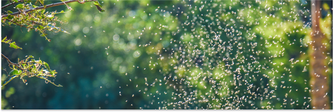 obrzęk po ugryzieniu meszki