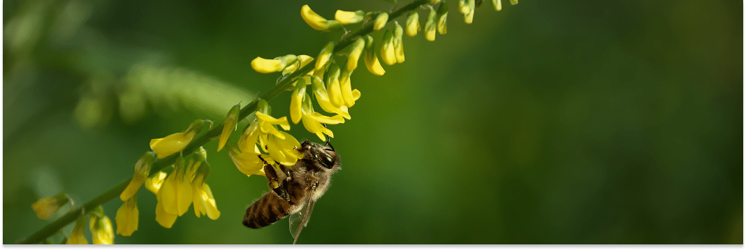 ziele nostrzyka żółtego
