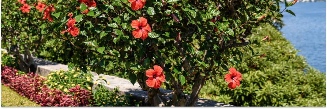 hibiskus na co pomaga