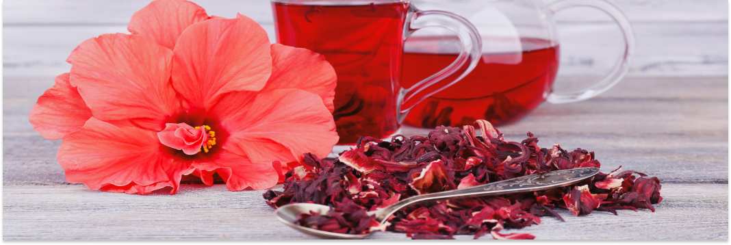 hibiskus właściwości